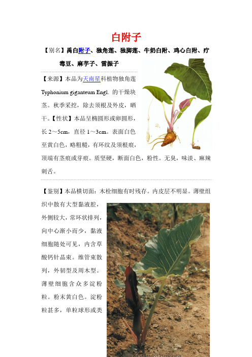 白附子