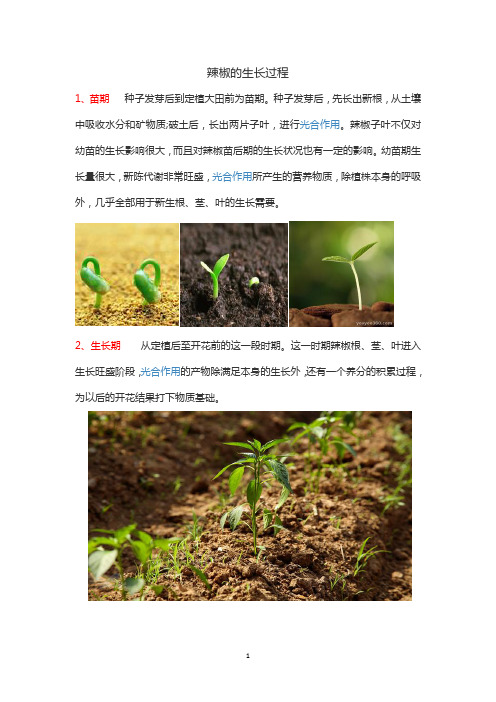 辣椒生长过程