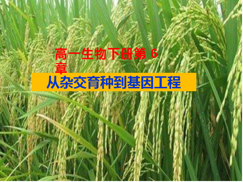 高中生物《从杂交育种到基因工程》优质教学课件