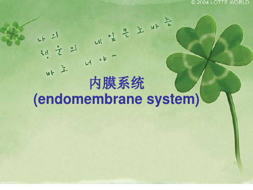 内膜系统