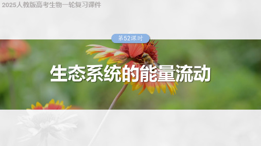 2025人教版高考生物一轮复习课件  第九单元 第52课时 生态系统的能量流动