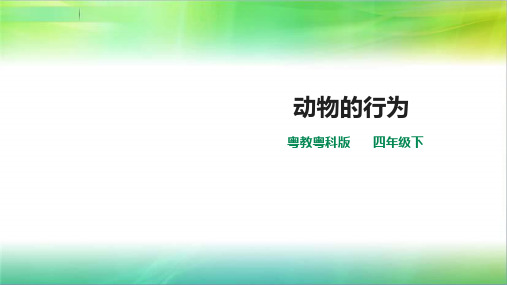 粤教粤科版小学科学四年级下册科学第二单元第11课时《动物的行为》课件