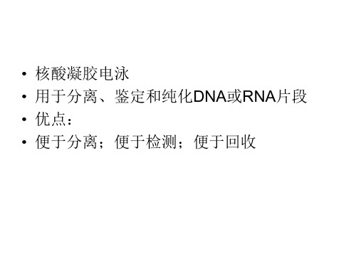 第四章 核酸电泳与检测