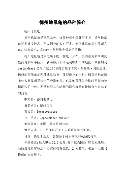德州地鼠龟的品种简介