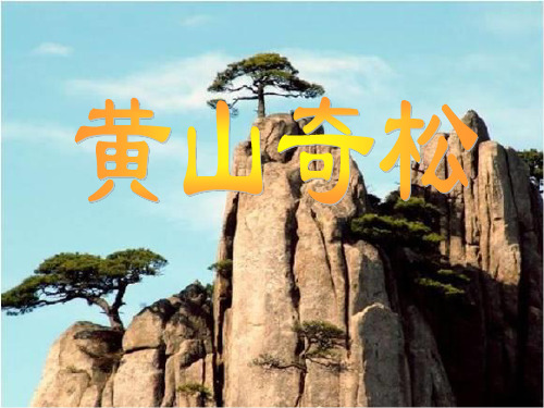 苏教版小学五年级语文上册《黄山奇松》课件