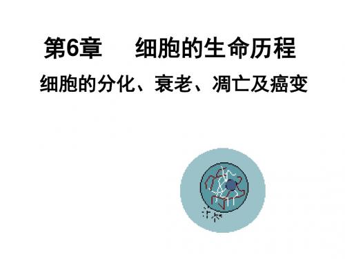 第6章细胞的生命历程