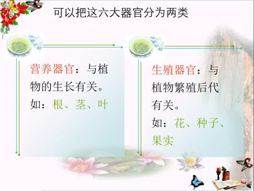 六年级科学上册第一章第5课植物体各部分的关系PPT课件1新人教版