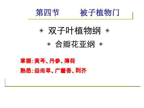 药用植物学与生药学唇形科 ppt课件