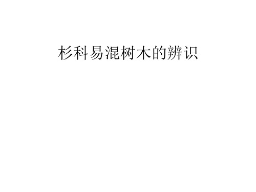 d.杉科几种易混树木的辨识PPT课件