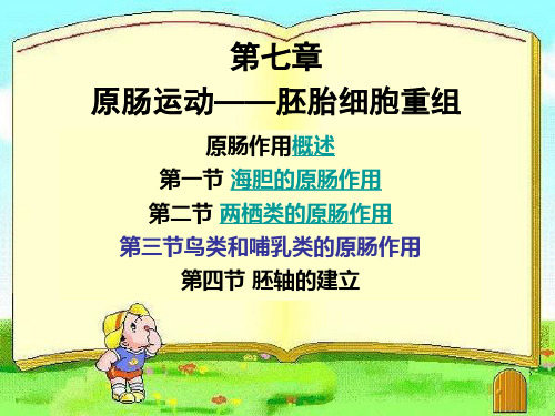 海胆原肠作用