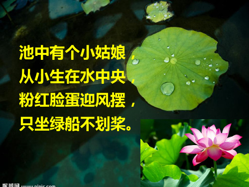 荷花美课件
