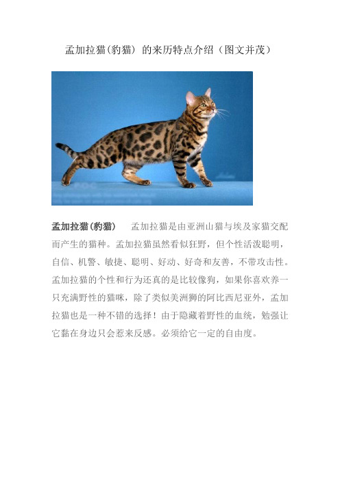 孟加拉猫(豹猫) 的来历特点介绍(图文并茂)