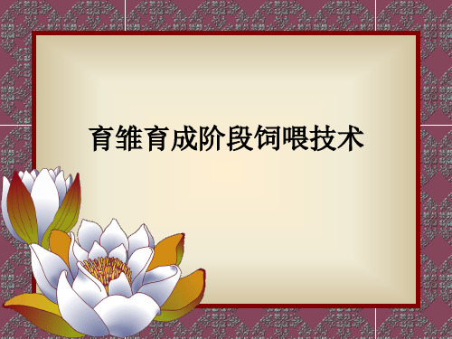 育雏育成阶段饲喂技术