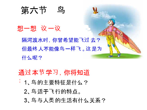 第六节鸟上课课件
