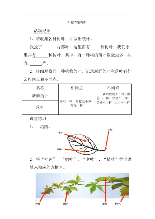 5植物的叶练习题及答案