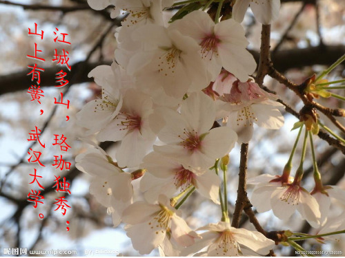 武汉大学