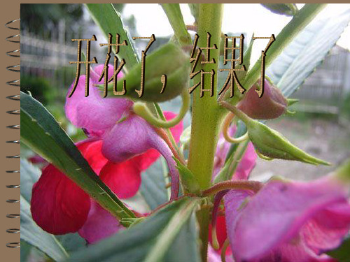 (教科版)三年级科学下册 开花了,结果了 课件