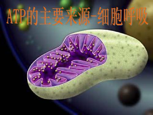 5[1].3《细胞呼吸》课件(人教版必修1)