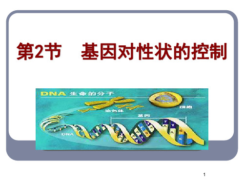 人教版高中生物必修二第四章第二节基因对性状的控制ppt课件