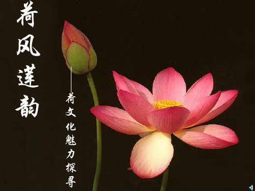 “荷”专题PPT课件