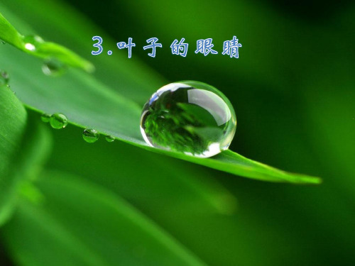 最新苏教版一年级语文下册《文  3 叶子的眼睛》研讨课课件_13