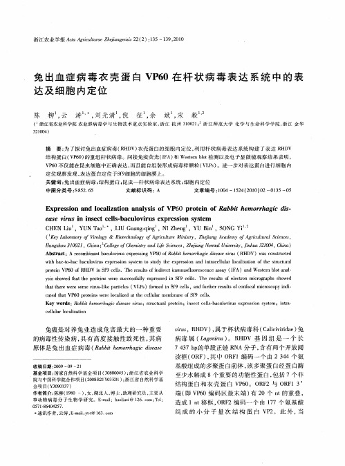 兔出血症病毒衣壳蛋白VP60在杆状病毒表达系统中的表达及细胞内定位