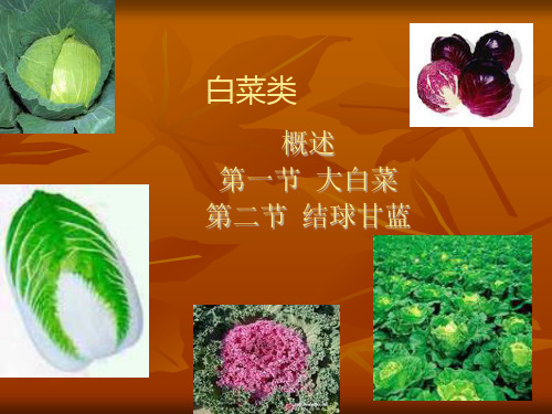 白菜类蔬菜(上课)