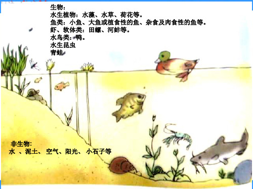 小学科学五年级上册第二单元《做一个生态瓶》PPT课件
