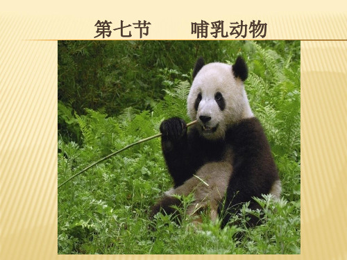人教课标版初中生物八年级上册第五单元第一章第七节 哺乳动物(共21张PPT)