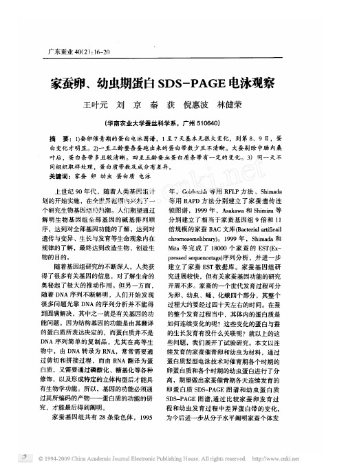 家蚕卵_幼虫期蛋白sds_page电泳观察