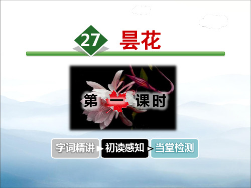 《昙花》PPT【优秀课件PPT】