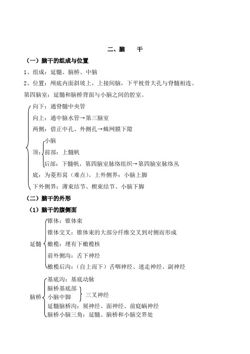 16脑干、小脑、间脑