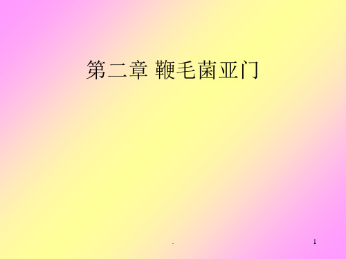 鞭毛菌亚门真菌PPT课件
