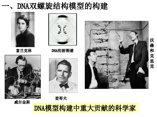 新教材DNA的结构高中生物课件