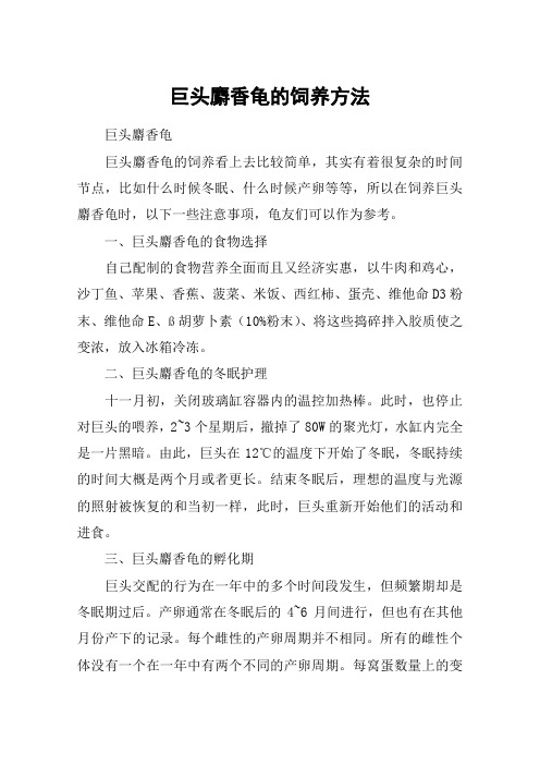 巨头麝香龟的饲养方法