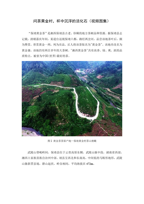 问茶黄金村,杯中沉浮的活化石(视频图集)