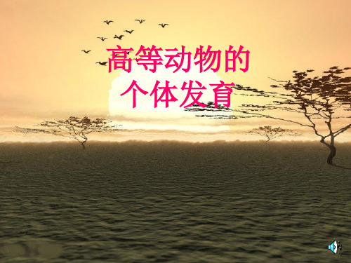 高等动物的个体发育(2)