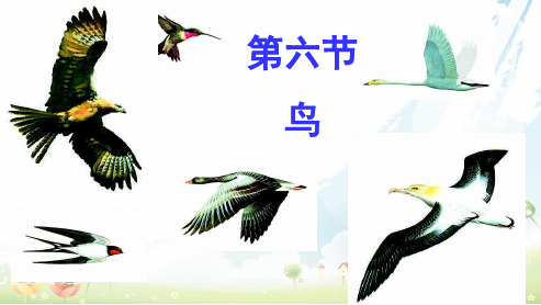 人教版初中八年级生物上册《第一章_第六节-鸟》ppt课件