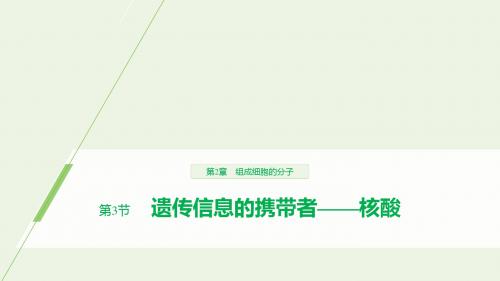 2019_20学年高中生物第2章组成细胞的分子第3节遗传信息的携带者——核酸课件新人教版必修