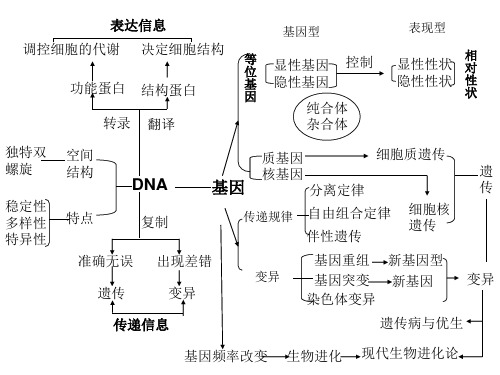 遗传的物质基础DNA课件.ppt