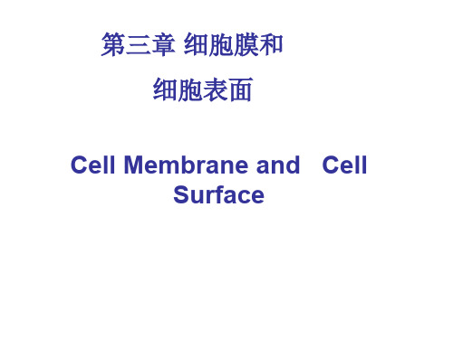 细胞生物学 2.细胞膜和细胞表面