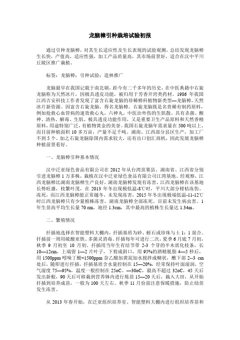 龙脑樟引种栽培试验初报