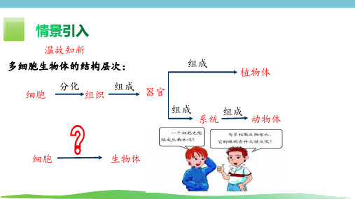 《单细胞生物》课件(共24张PPT)