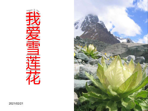 小学二年级音乐下册 《我爱雪莲花》优质课件PPT