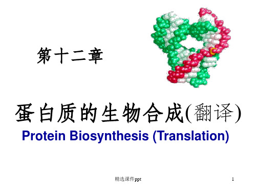 《蛋白质翻译》PPT课件