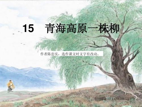 15 青海高原一株柳