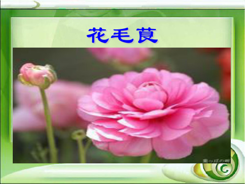 花毛茛