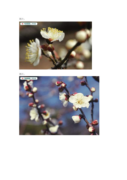中国十大花名简介