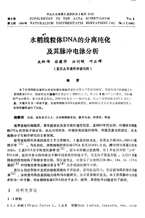 水稻线粒体DNA的分离纯化及其脉冲电泳分析