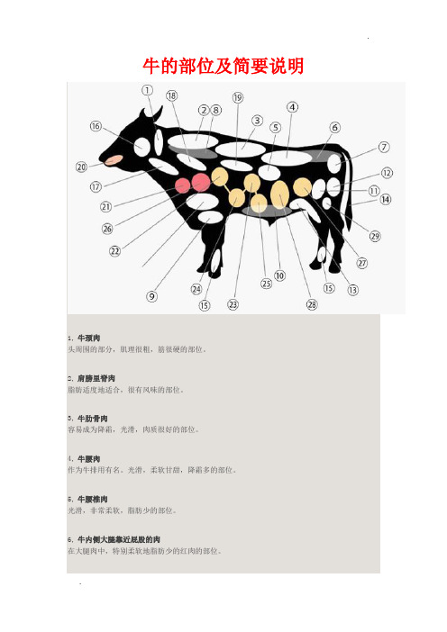 奶牛身体结构图